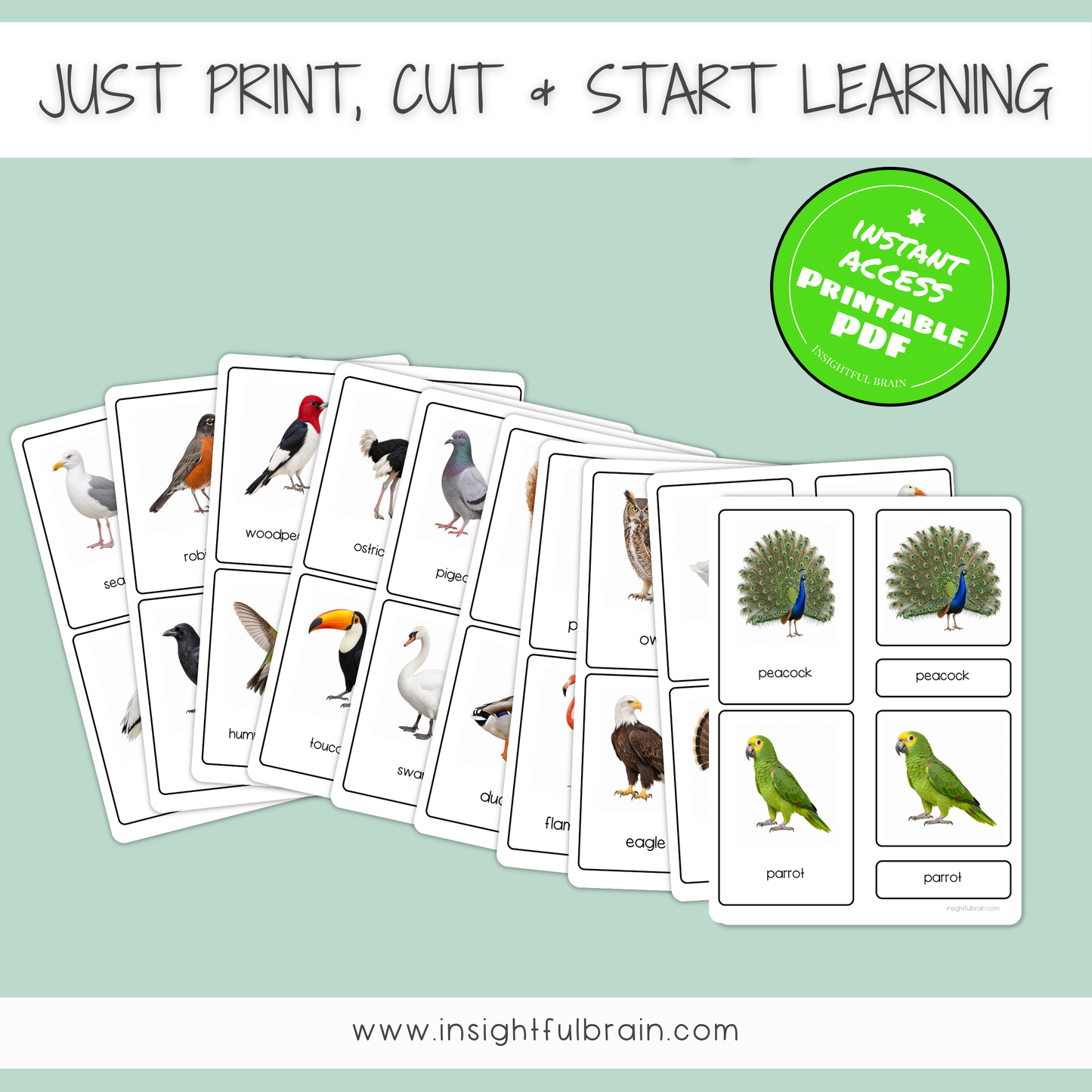 Birds Nomenclature Cards | 24 Printable Three-Part Bird Cards | Ages 3–6 | Ages 6-9