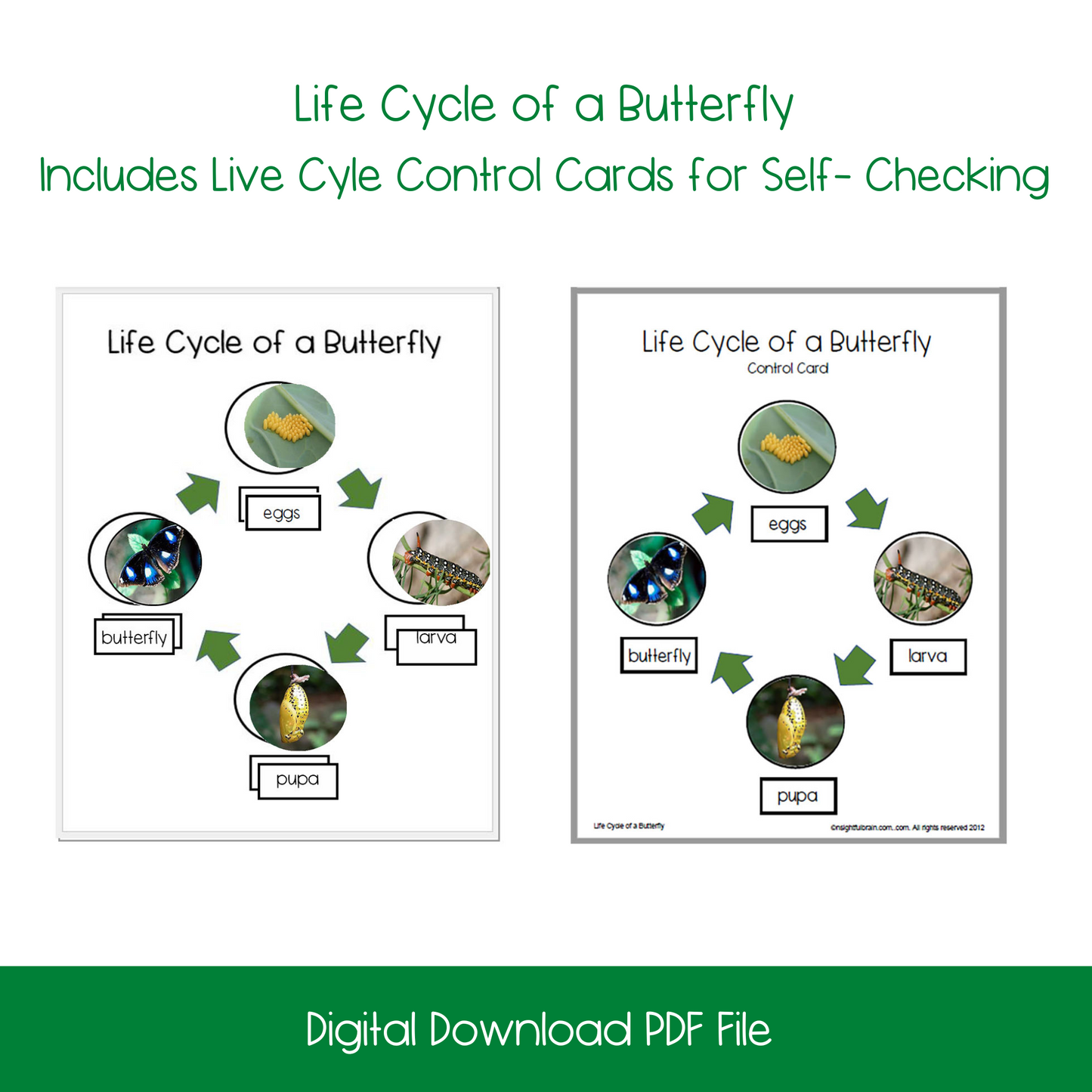 Life Cycle of a Butterfly Activity Bundle