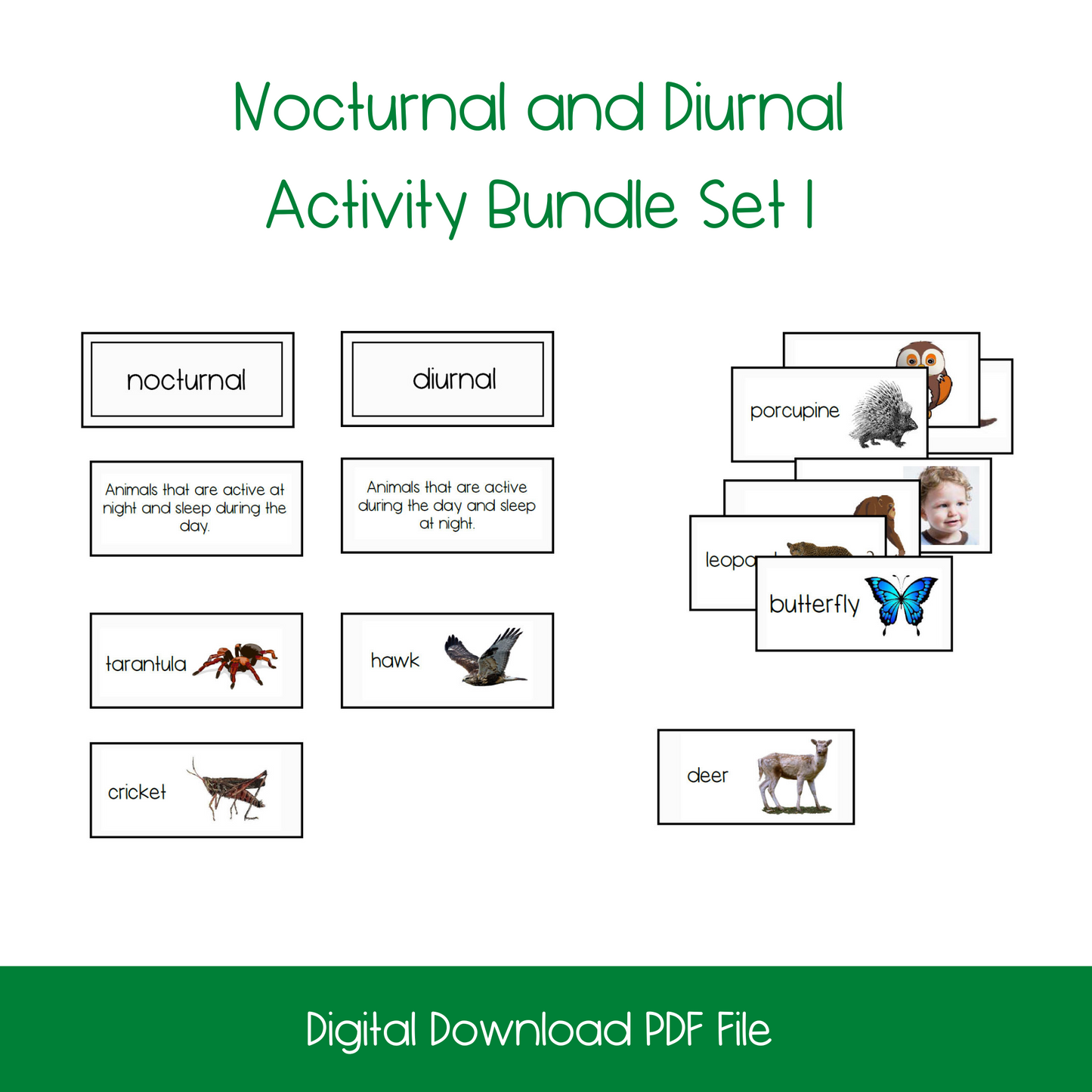 Nocturnal and Diurnal Classification/Sorting Card Set (2 Sets)