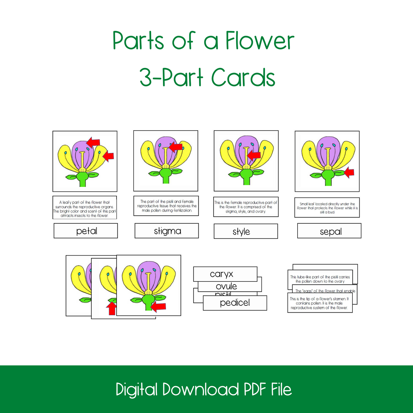 Parts of A Flower Bundle