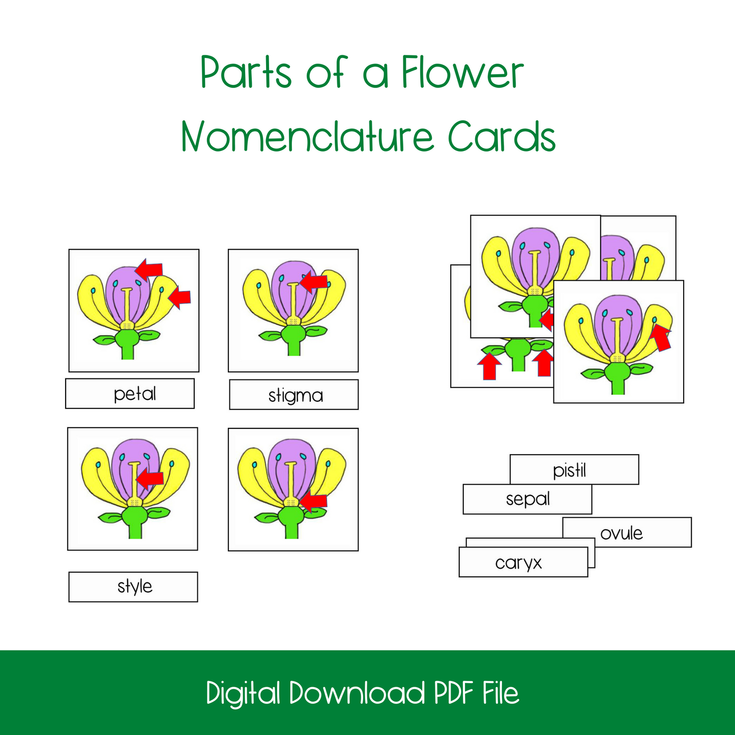 Parts of A Flower Bundle