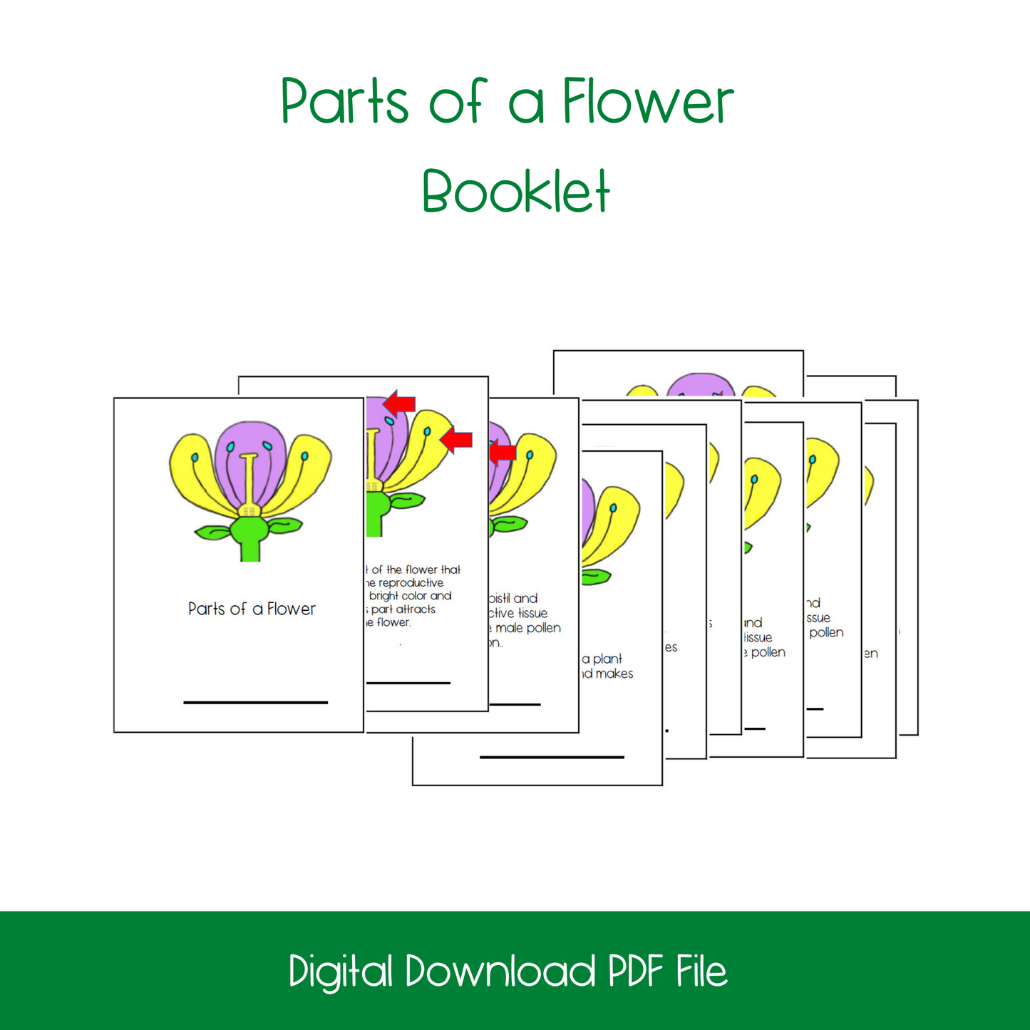 Parts of A Flower Bundle