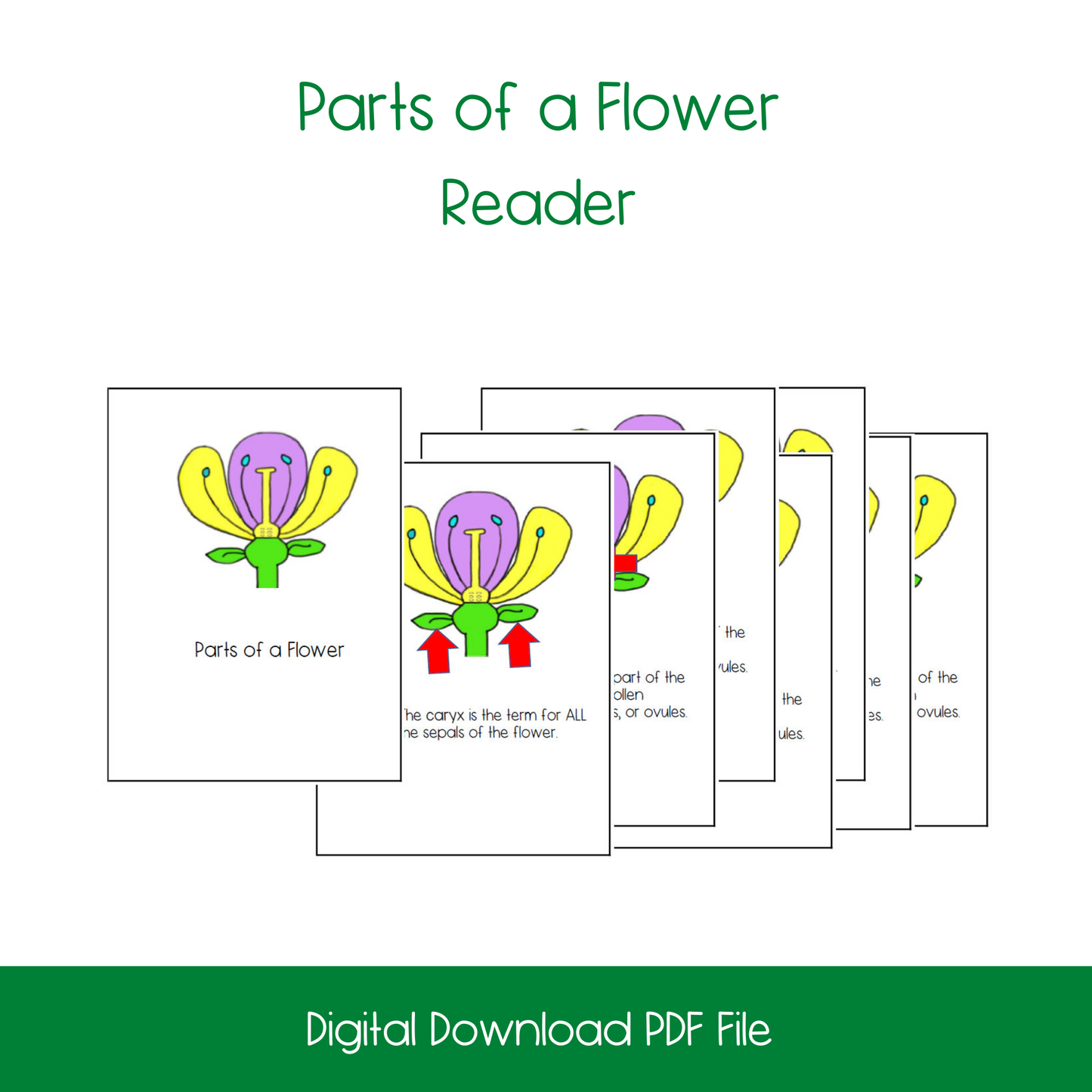 Parts of A Flower Bundle