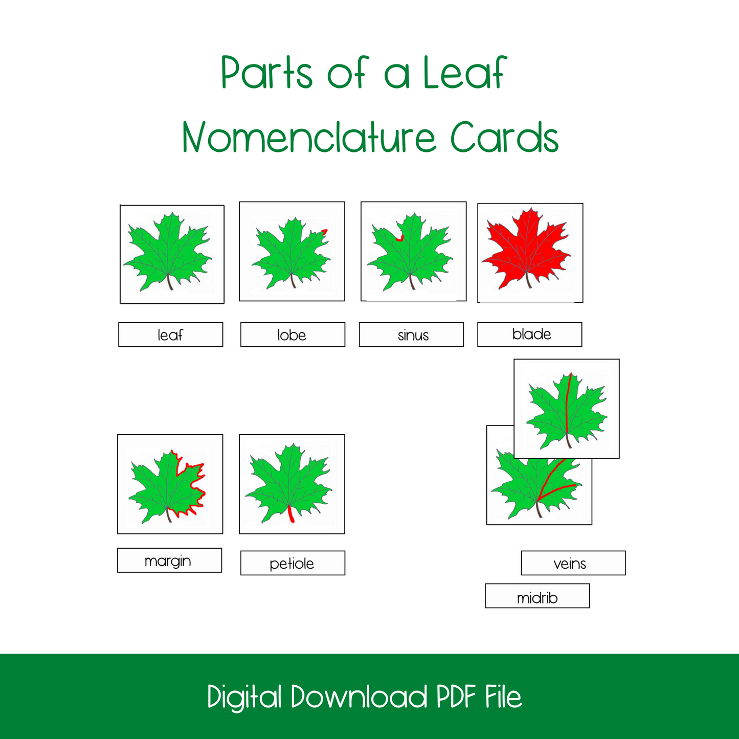 Parts of a Leaf Activity Bundle