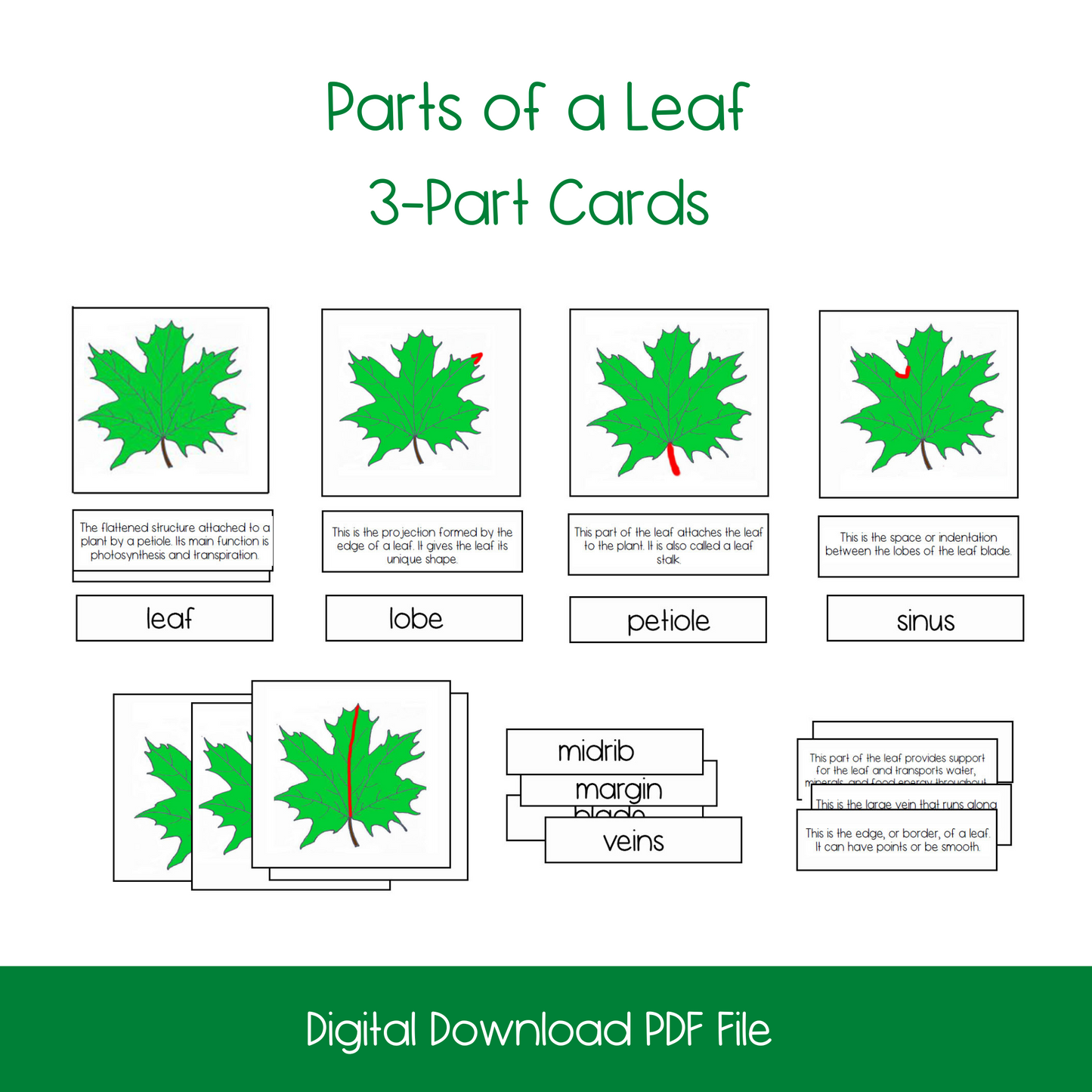 Parts of a Leaf Activity Bundle