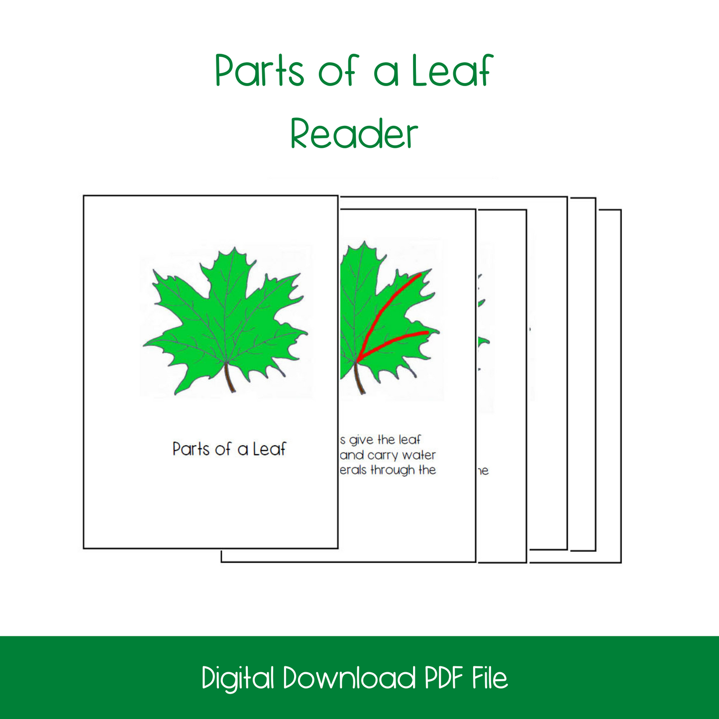 Parts of a Leaf Activity Bundle