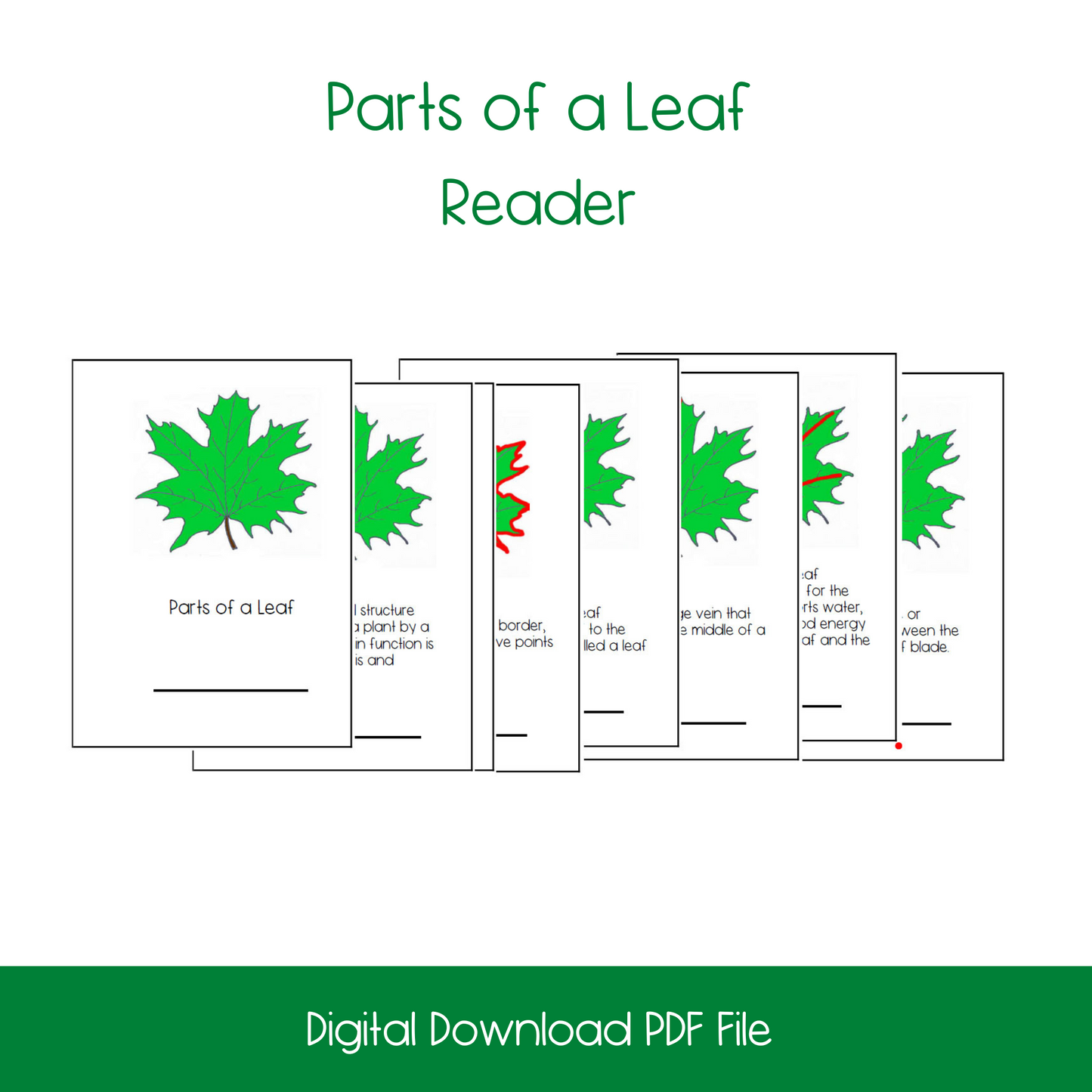 Parts of a Leaf Activity Bundle