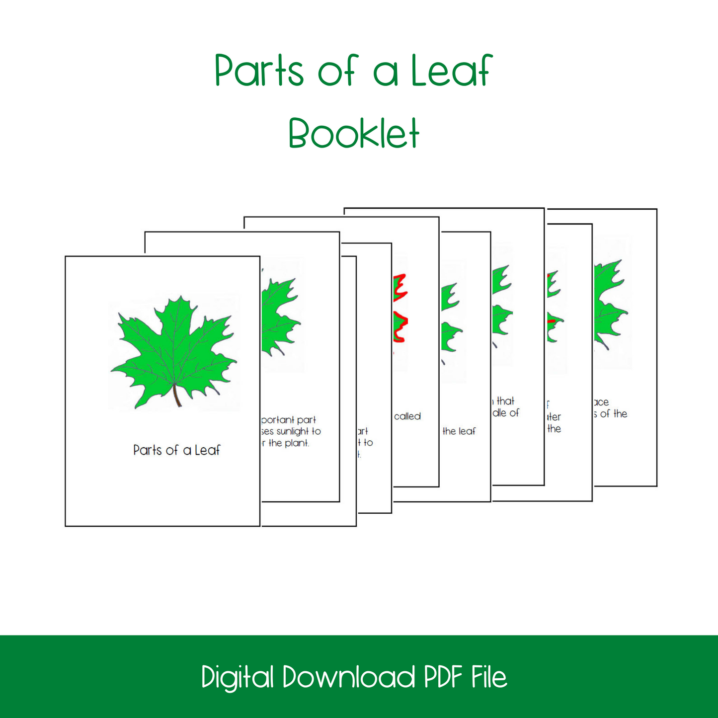 Parts of a Leaf Activity Bundle