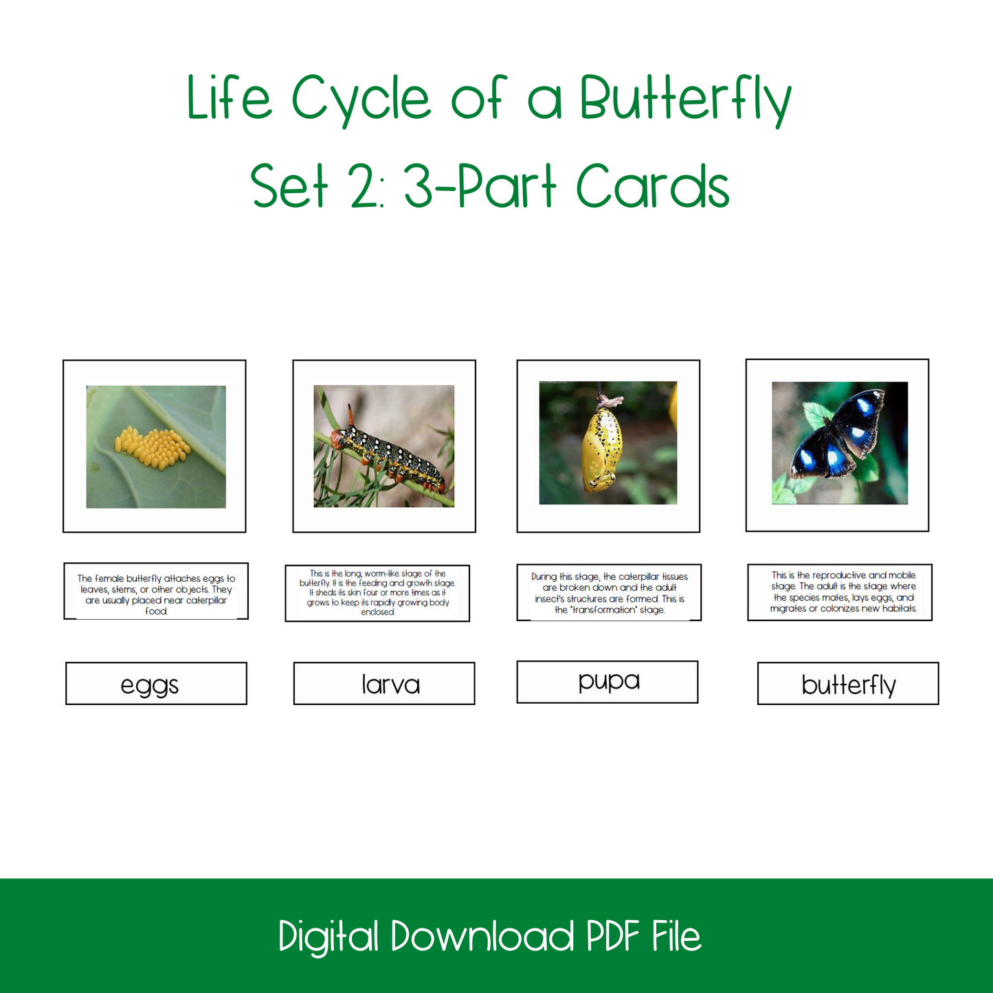 Life Cycle of a Butterfly Activity Bundle
