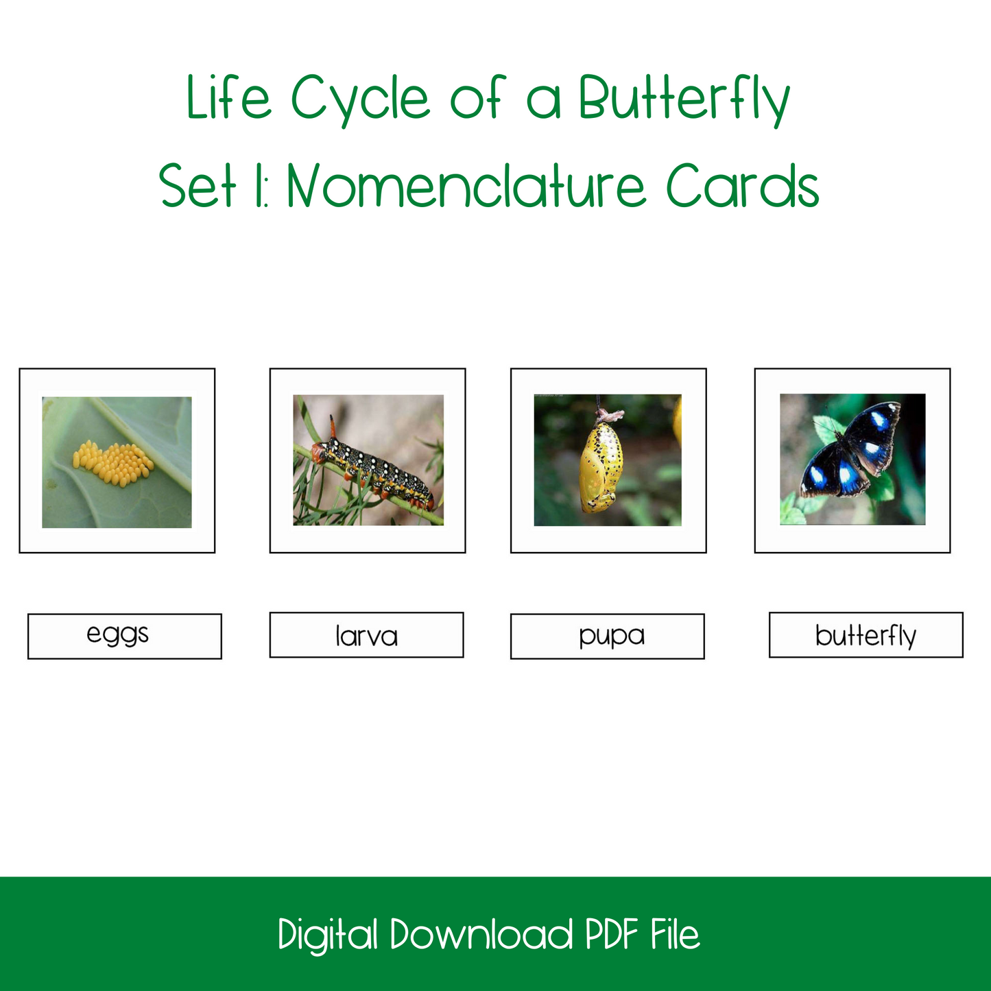 Life Cycle of a Butterfly Activity Bundle
