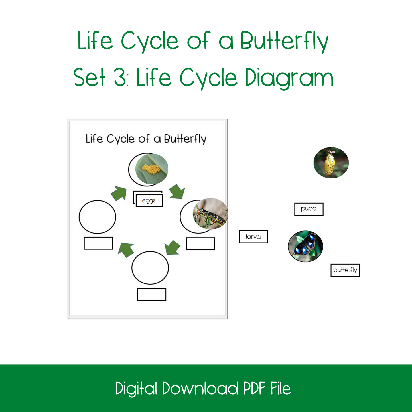 Life Cycle of a Butterfly Activity Bundle