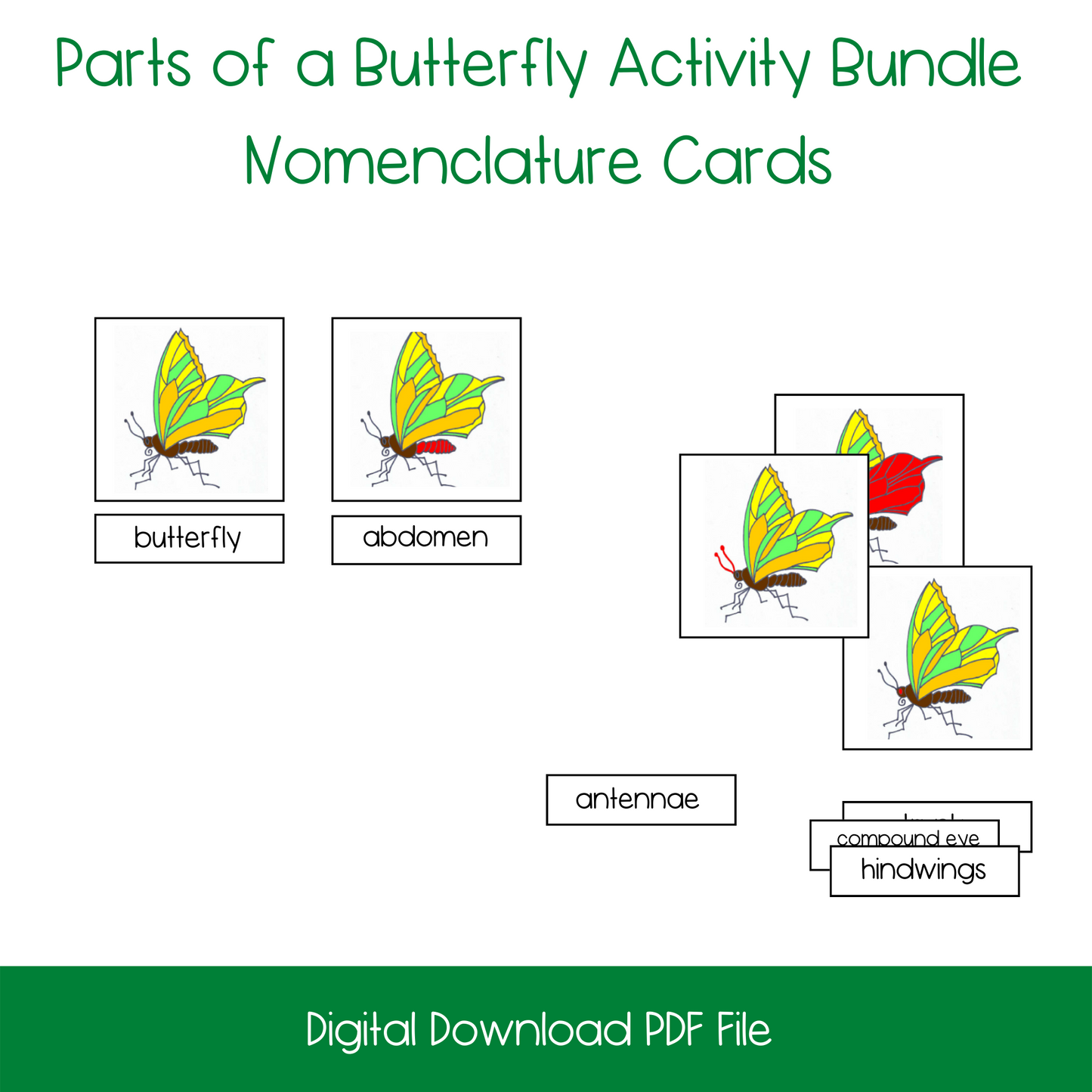 Montessori Parts of a Butterfly Nomenclature and 3-Part Cards, printable kindergarten life science activity, printable elementary life science activity, printable butterfly lesson activity