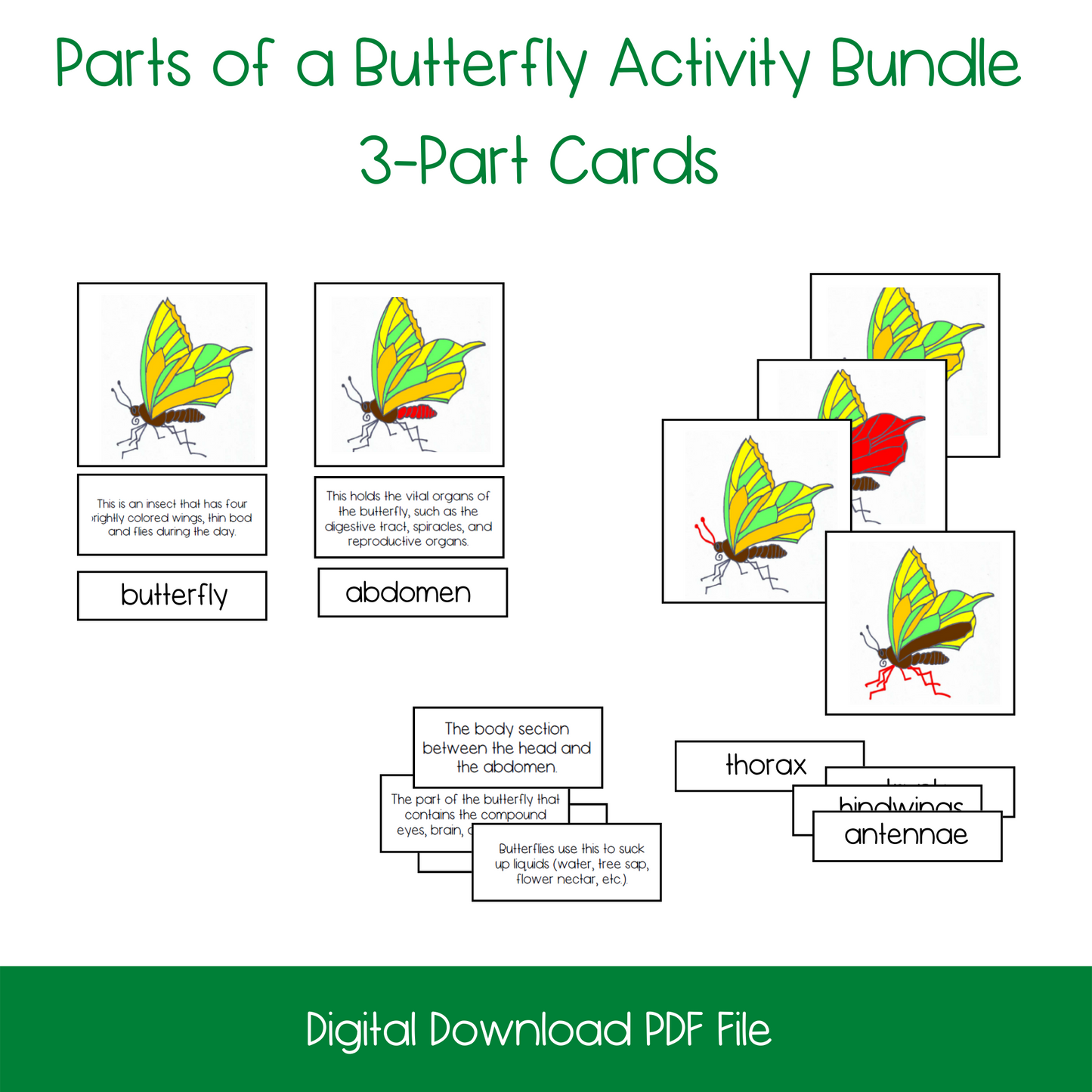 Montessori Parts of a Butterfly Nomenclature and 3-Part Cards, printable kindergarten life science activity, printable elementary life science activity, printable butterfly lesson activity