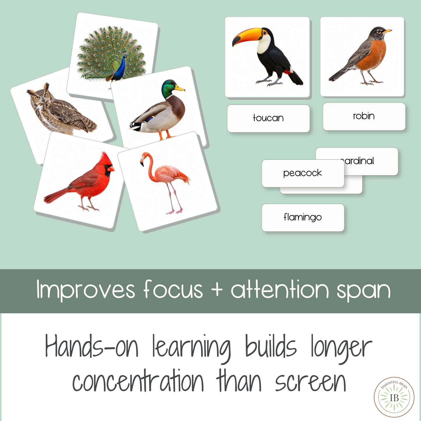 Birds Nomenclature Cards | 24 Printable Three-Part Bird Cards | Ages 3–6  | Ages 6-9
