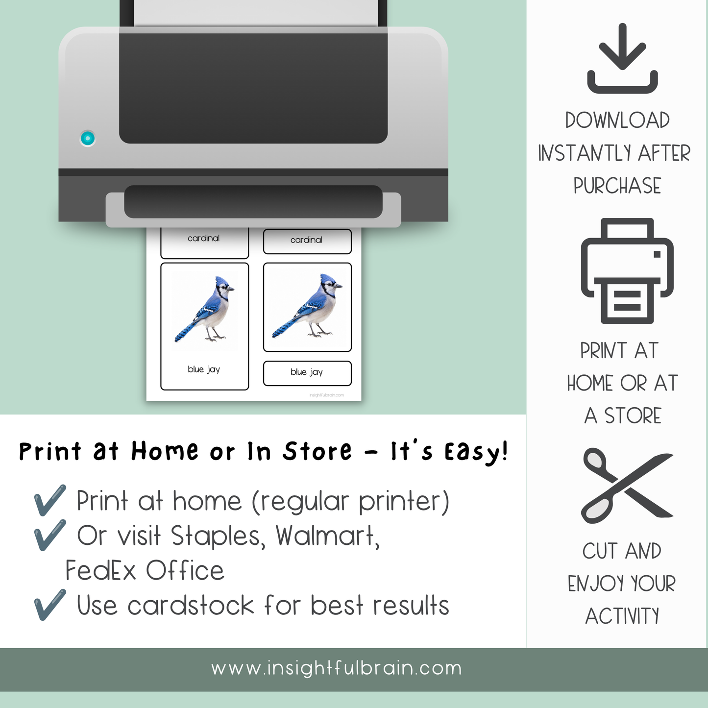 Birds Nomenclature Cards | 24 Printable Three-Part Bird Cards | Ages 3–6  | Ages 6-9