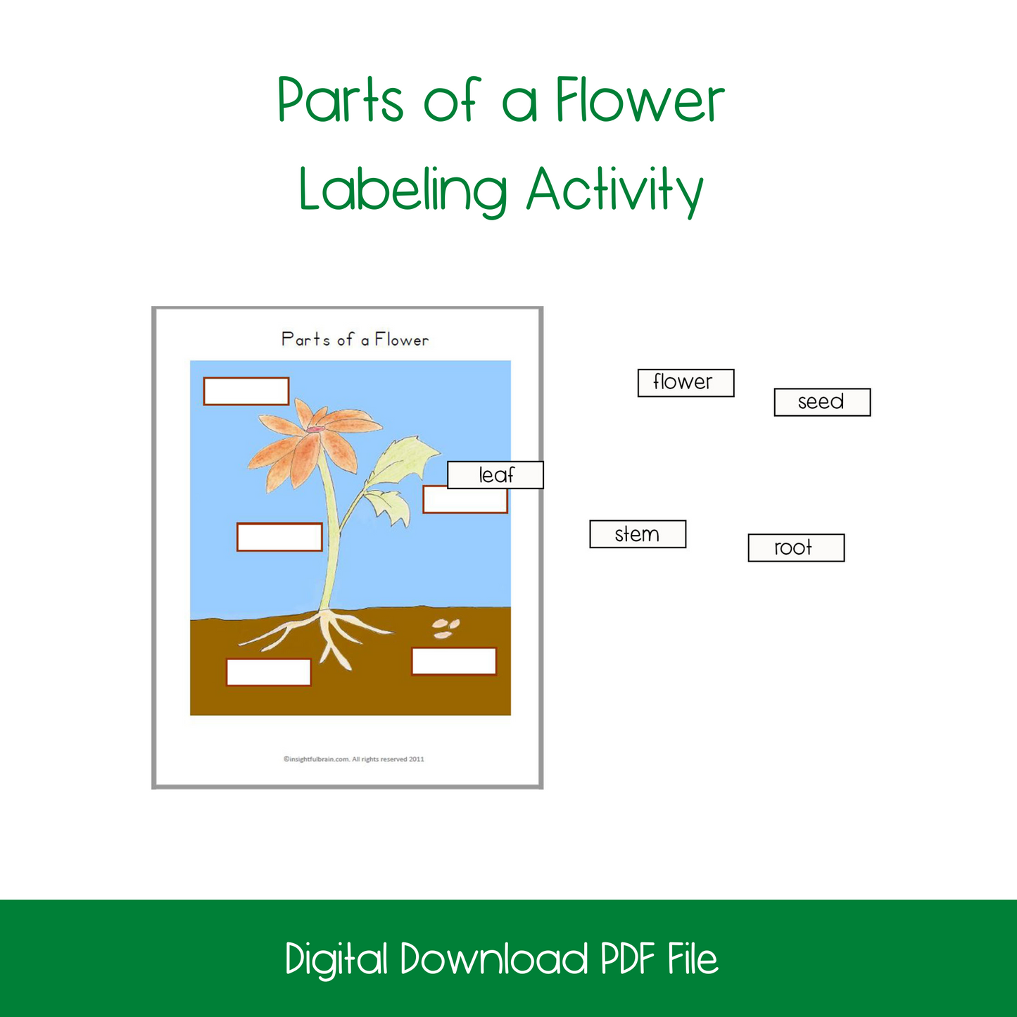 Parts of a Flower Labeling Activity