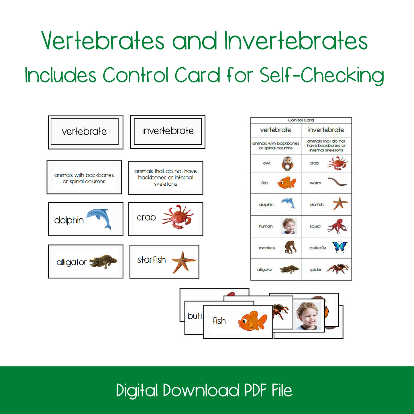 Vertebrate and Invertebrate Classification/Sorting Card Set (2 Sets)