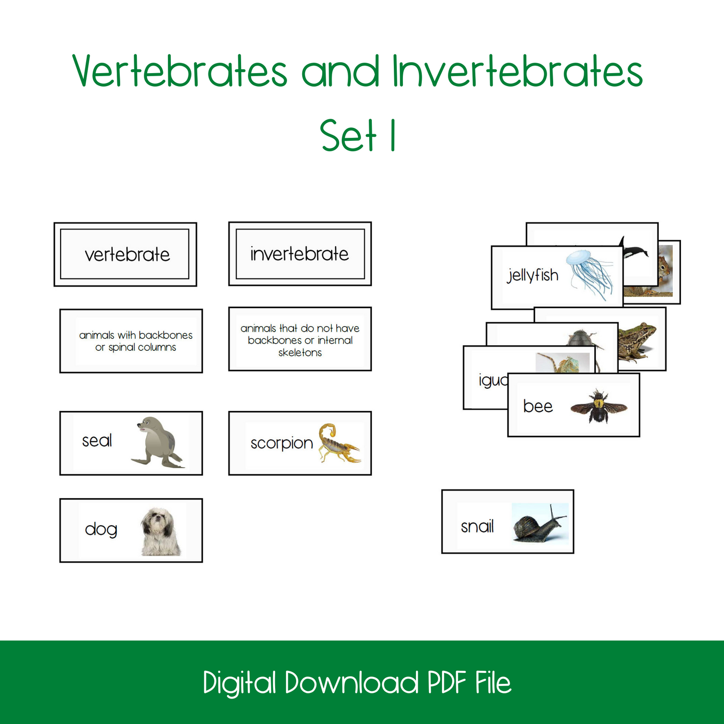 Vertebrate and Invertebrate Classification/Sorting Card Set (2 Sets)