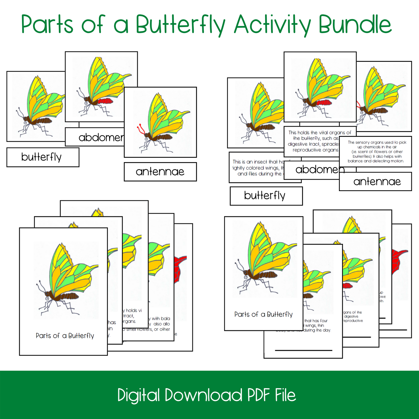 Montessori Parts of a Butterfly Nomenclature and 3-Part Cards, printable kindergarten life science activity, printable elementary life science activity, printable butterfly lesson activity